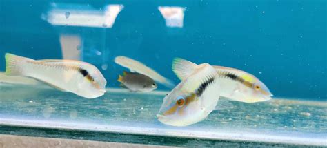 Ornamental fish breeding in Chennai reels under COVID impact.